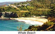 Whale Beach
